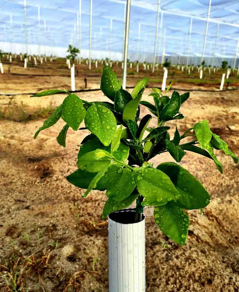 About Dundee Citrus Growers Dundee Citrus Growers Association