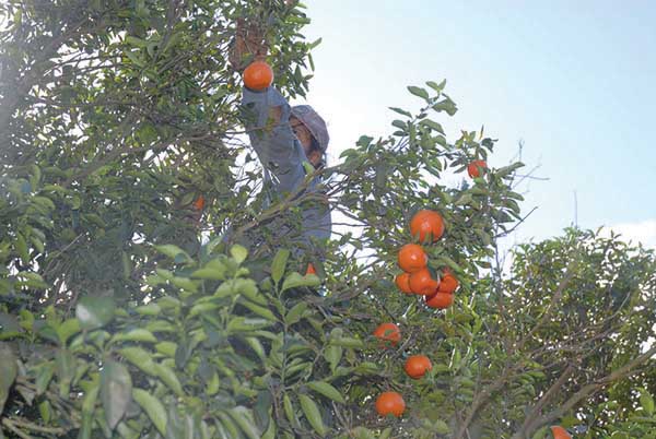 Citrus Harvest Pic3