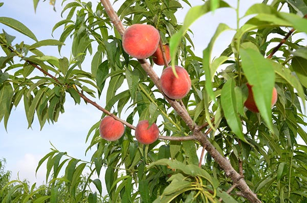 Peaches Harvest Pic 7