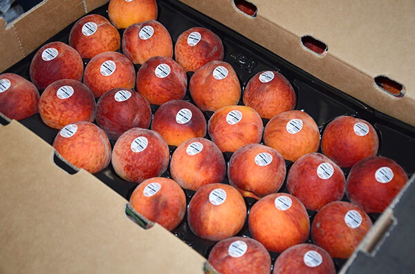 Peaches Shipping